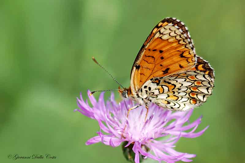 Melitaea phoebe da confermare